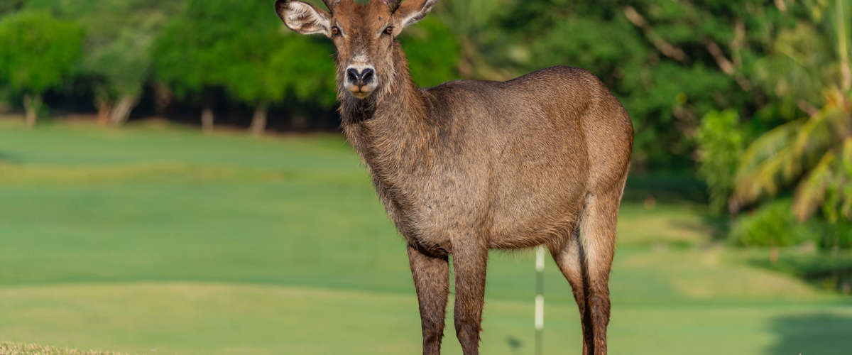 Wildlife introduced at Vipingo Ridge’s PGA Baobab Course